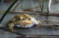 <br><br>Nom anglais : Common toad
<br>Le corps du Crapaud commun est massif et trapu. Les crapauds femelles bien plus grosses peuvent mesurer jusqu’à 15 cm.
<br><br>Photo réalisée en France, dans l'Allier (Auvergne)
<br><br> Crapaud commun
Bufo bufo
Common toad
Auvergne
Allier
femelles
corps 